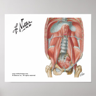 Hintere Bauchwand Poster