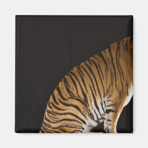 Hinteres Ende des Tigers sitzend auf Plattform Magnet