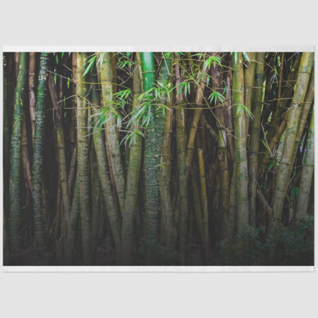 Hintergrund 11 des Walddekouts von Bambus 2 Seidenpapier (Vorderseite)