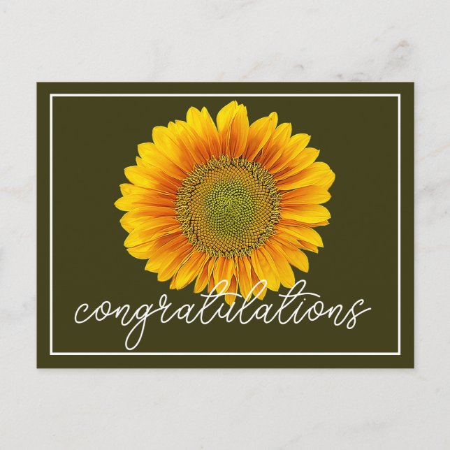 Hintergrund der gelben Sonnenblume Postkarte (Vorderseite)