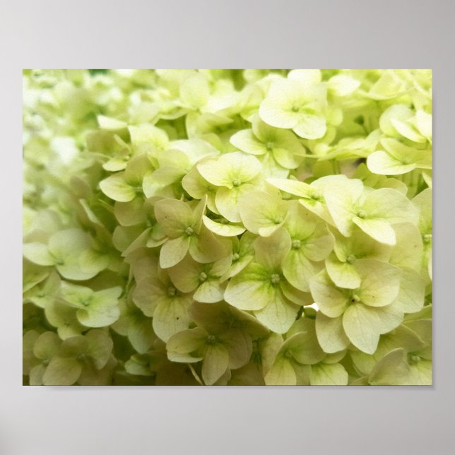 Hintergrund der Hydrangea-Blume Poster (Vorne)