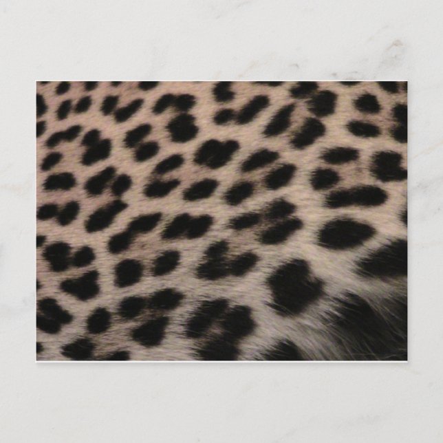 Hintergrund der Leopard-Printwerbung Postkarte (Vorderseite)