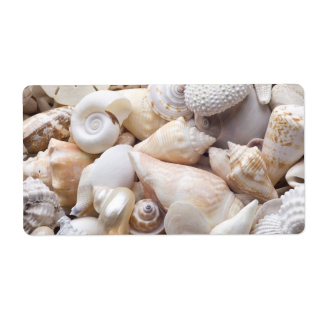 Hintergrund der Muschel Florida Meer - Muscheln am (Vorne)