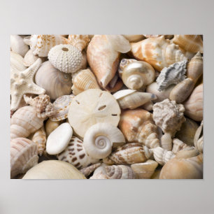 Hintergrund der Muschel Florida Meer - Muscheln am Poster