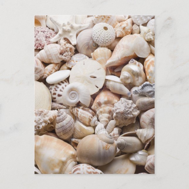 Hintergrund der Muschel Florida Meer - Muscheln am Postkarte (Vorderseite)