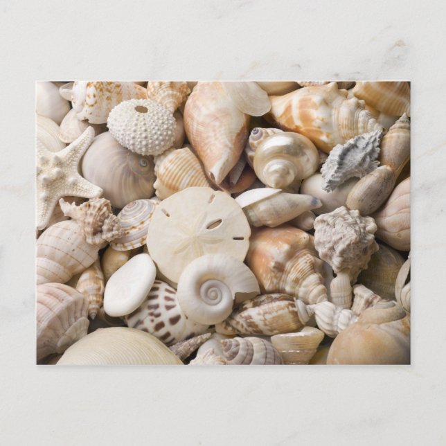 Hintergrund der Muschel Florida Meer - Muscheln am Postkarte (Vorderseite)