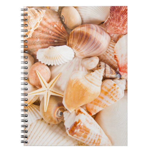 Hintergrund der Muscheln: Meeresthema. Notizblock (Vorderseite)