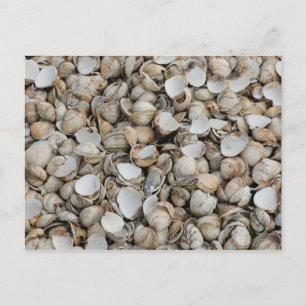 Hintergrund der Muscheln Postkarte