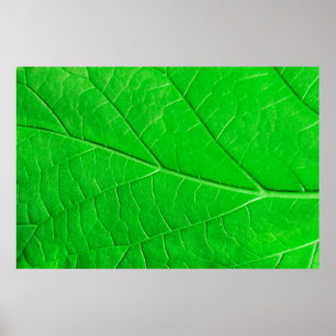 Hintergrund der Ökologie der grünen Blätter Poster