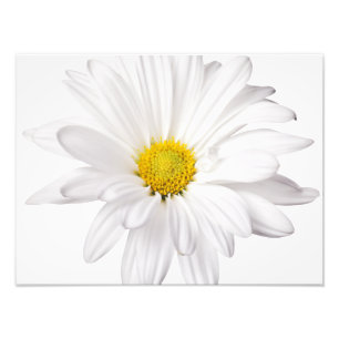 Hintergrund der White Daisy Blume - kundenspezifis Fotodruck