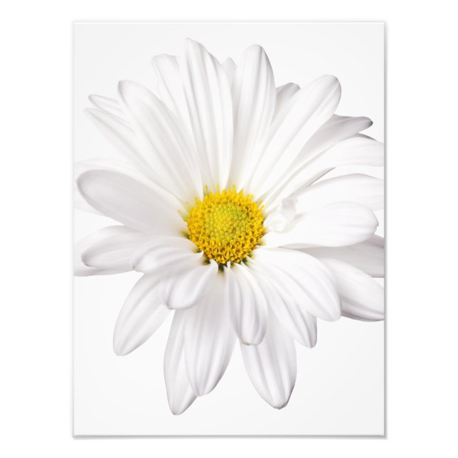Hintergrund der White Daisy Blume - kundenspezifis Fotodruck (Vorne)