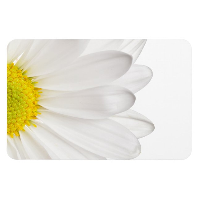 Hintergrund der White Daisy Blume - kundenspezifis Magnet (Horizontal)