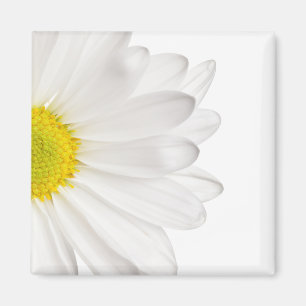 Hintergrund der White Daisy Blume - kundenspezifis Magnet