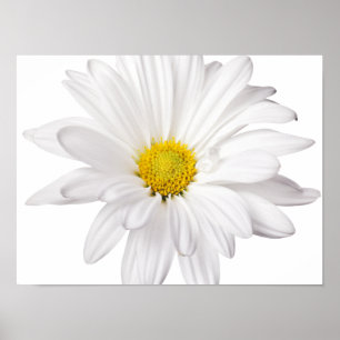 Hintergrund der White Daisy Blume - kundenspezifis Poster