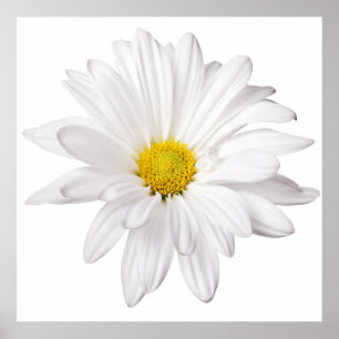 Hintergrund der White Daisy Blume - kundenspezifis Poster