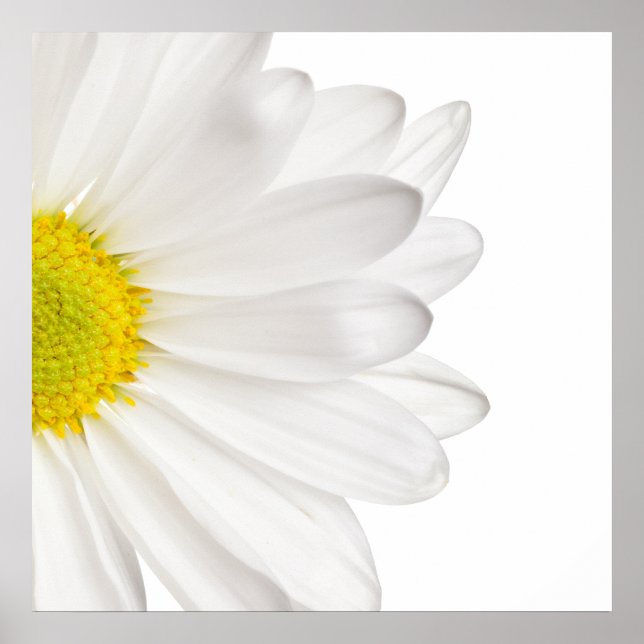 Hintergrund der White Daisy Blume - kundenspezifis Poster (Vorne)