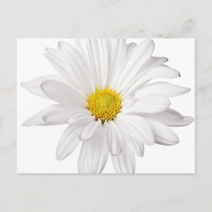 Hintergrund der White Daisy Blume - kundenspezifis Postkarte