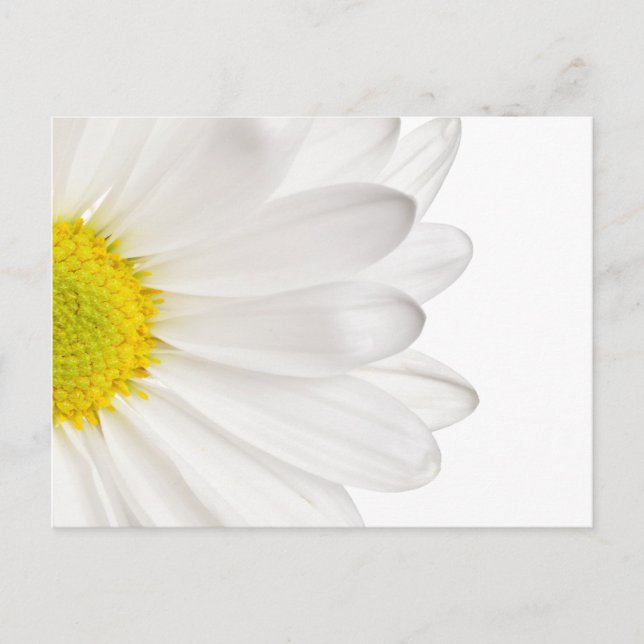 Hintergrund der White Daisy Blume - kundenspezifis Postkarte (Vorderseite)