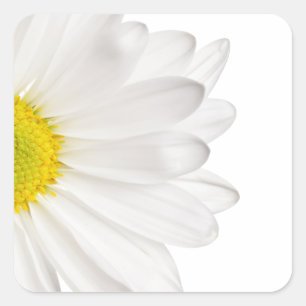 Hintergrund der White Daisy Blume - kundenspezifis Quadratischer Aufkleber