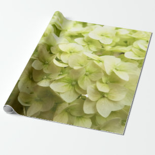Hintergrund der White Hydrangea-Blume Geschenkpapier