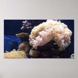 Hintergrund des Aquariums Poster