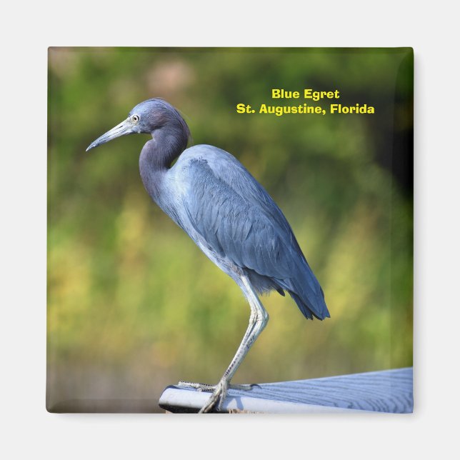 Hintergrund für Blue Egret Magnet (Vorne)