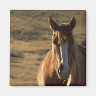 Hintergrund für Pferde und Western Magnet