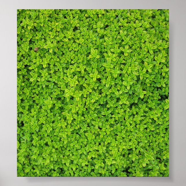 Hintergrund von Ivy Wall Poster (Vorne)