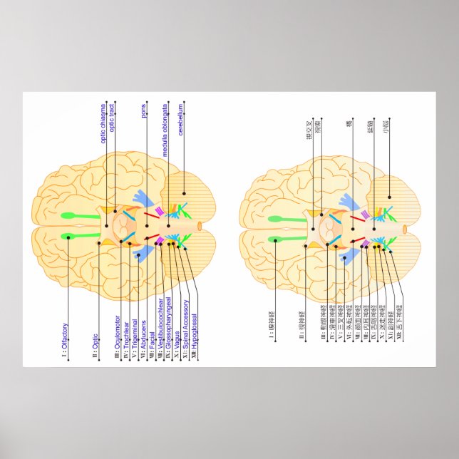 Hintergrundbild Englisch & Japanisch Poster (Vorne)