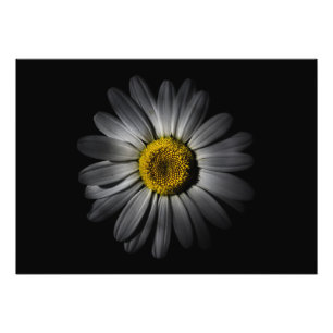 Hintergrundfarbe Blume 52 Fotodruck