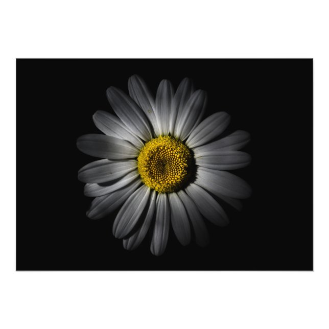 Hintergrundfarbe Blume 52 Fotodruck (Vorne)