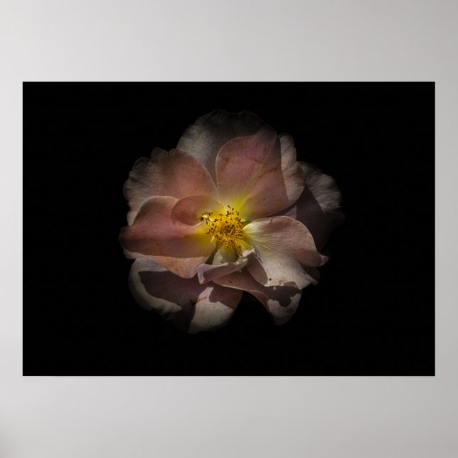 Hintergrundfarbe Blume Nr. 113 Poster (Vorne)