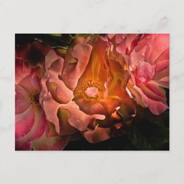 Hintergrundfarbe Blume Nr. 40 Postkarte (Vorderseite)