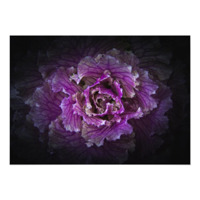 Hintergrundfarbe Blume Nr. 42 Fotodruck (Vorne)