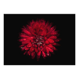 Hintergrundfarbe Blume Nr. 45 Fotodruck