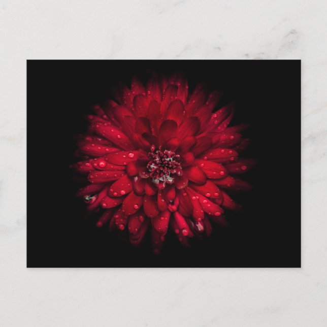 Hintergrundfarbe Blume Nr. 45 Postkarte (Vorderseite)