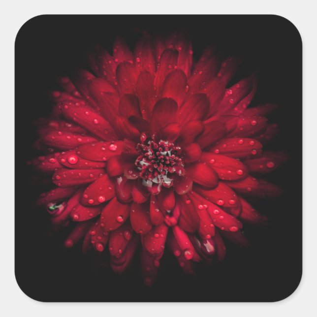 Hintergrundfarbe Blume Nr. 45 Quadratischer Aufkleber (Vorderseite)