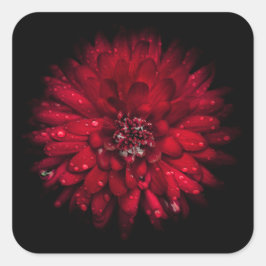 Hintergrundfarbe Blume Nr. 45 Quadratischer Aufkleber