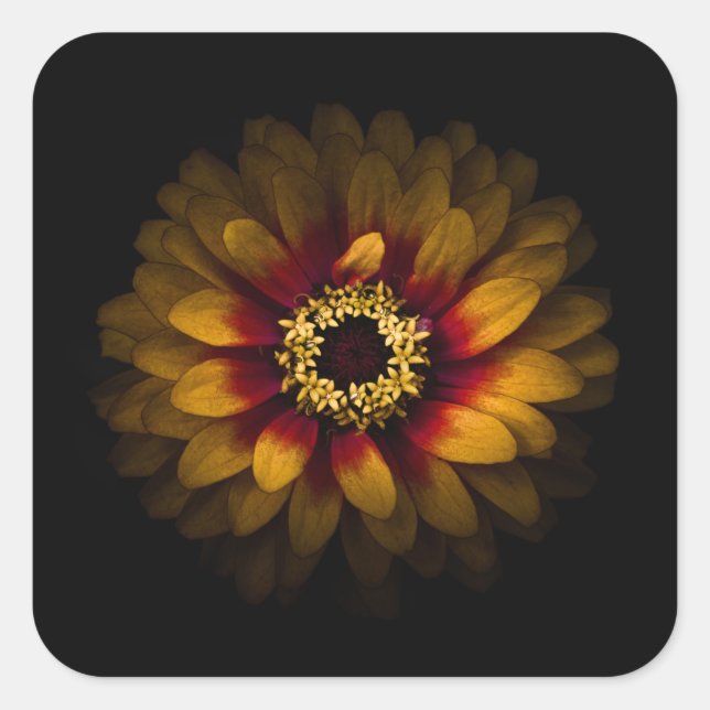 Hintergrundfarbe Blume Nr. 69 Quadratischer Aufkleber (Vorderseite)