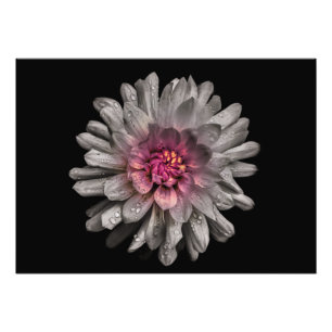 Hintergrundfarbe Blume Nr. 91 Fotodruck