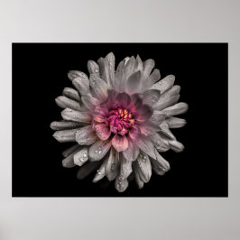 Hintergrundfarbe Blume Nr. 91 Poster