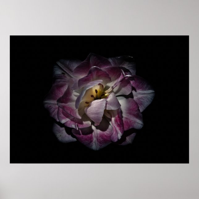 Hintergrundfarbe der Blume Nr. 81 Poster (Vorne)