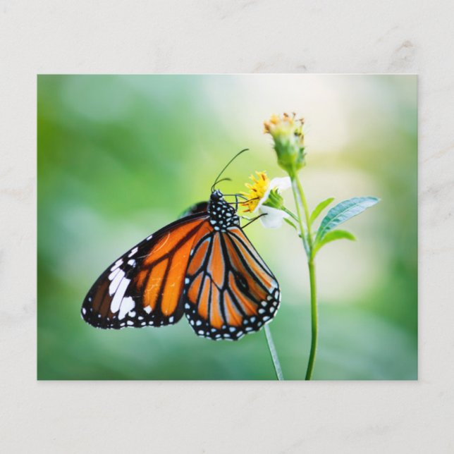 Hintergrundpapier zum Schmetterlingsbuch (Vorderseite)