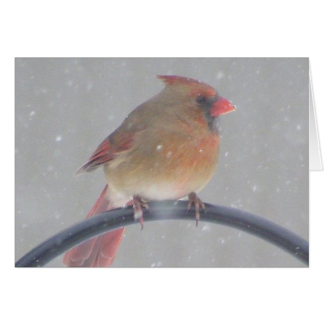 Hinterhof-Kardinal (Vorderseite (Horizontal))