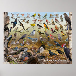 Hinterhof-Vögel des Nordens Poster