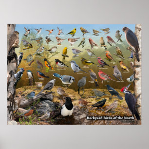 Hinterhof-Vögel des Nordens Poster