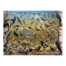 Hinterhof Vögel von Saskatchewan Poster