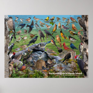 Hinterhofvögel auf der Insel Rhode Poster