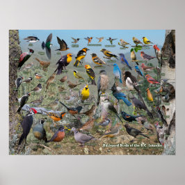 Hinterhofvögel des BC-Innern Poster