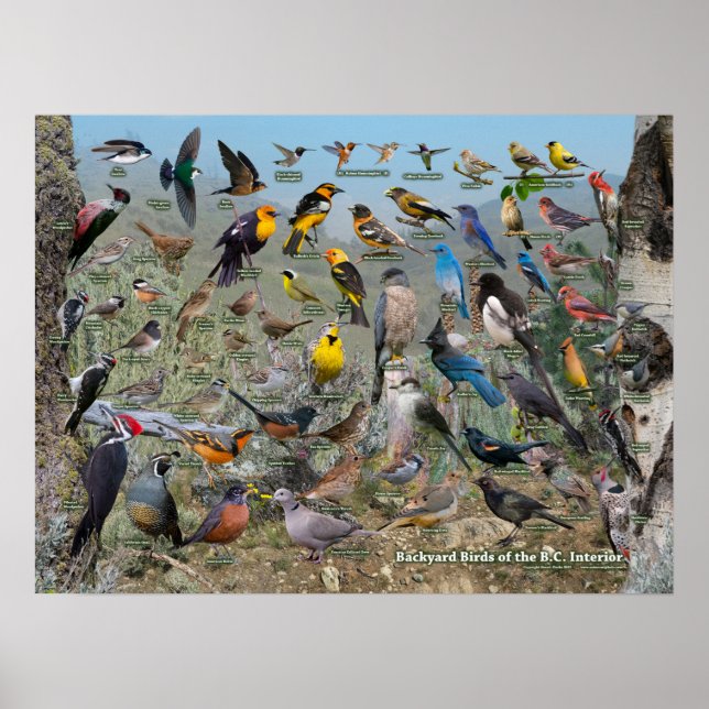 Hinterhofvögel des BC-Innern Poster (Vorne)